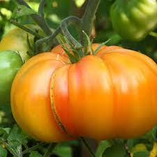 Striped German tomato Solanum lycopersicum seeds for planting in backyard garden