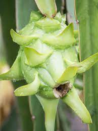 Green Pitaya Hylocereus undatus seeds for planting in home garden