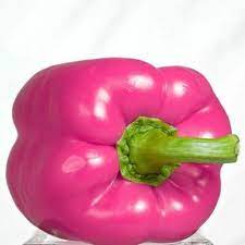Pink Pepper Schinus molle seeds for patio garden planting