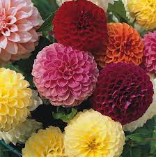 Pompon (Pompon scientific name) for planting in garden