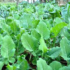 Tree Kale Brassica oleracea seeds for urban garden planting