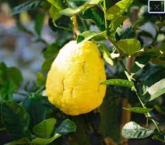 Yellow citron citrus plant seeds