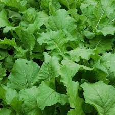 Seventop Turnip Brassica rapa seeds for vegetable patch planting