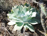 Dudleya Dudleya spp. seeds for ornamental planting