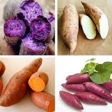 Mixed sweet potato Ipomoea batatas seeds for planting in vegetable patch