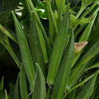 Baby Bubba Okra Abelmoschus esculentus seeds for compact garden planting