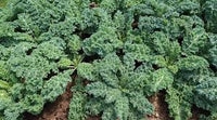 Kalebration Kale Mix – Organic Vegetable Seed