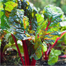 Silverbeet- Ruby Red