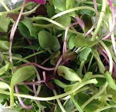 Chard and Beet, Rainbow Sprinkles Mix – Microgreen Seed