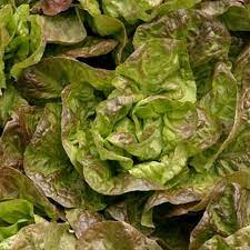 Lettuce- Mignonette Brown