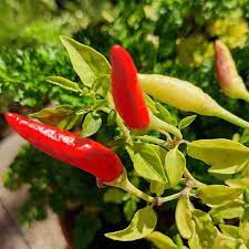Chilli Hybrid Xingchango Vegetable Seeds