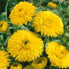 Calendula- Golden Emperor