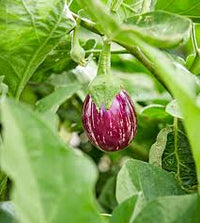 Summer Emerald – Eggplant Seed
