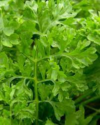Garden Cress- Wrinkled Crinkled