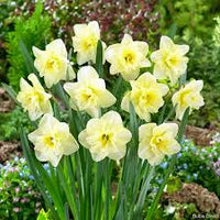 Dancing Moonlight – Narcissus