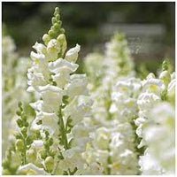 Potomac Ivory Snapdragon Seed