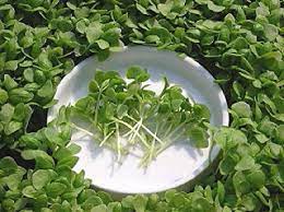 Basil, Cinnamon – Microgreen Seed