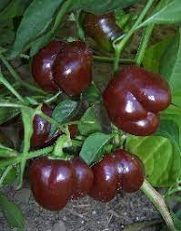 Capsicum- Mini Bell Chocolate