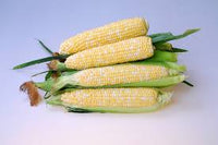 Inspiration – Corn Seed