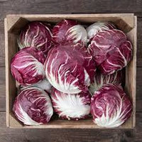 Leonardo – Organic Radicchio Seed