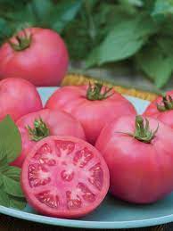 Heirloom Tomato Big Pink F1 Tomato Seeds for Planting - Non-GMO Garden Seeds