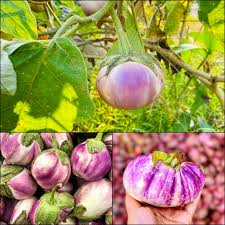 Rosa Bianca – Organic Eggplant Seed