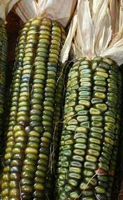Corn, Maize- Oaxacan Green