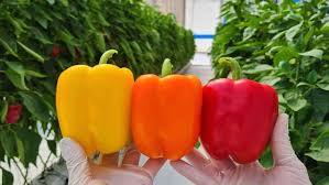 SVPB8500 – Bell Pepper Seed