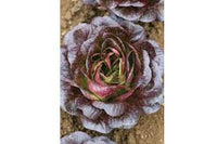 Salanova Red Butter – Lettuce Seed