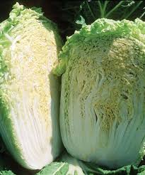 Rubicon – Chinese Cabbage Seed