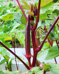 Okra- Burgundy