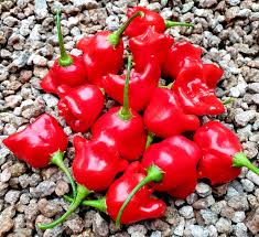 Chilli- Bishop's Crown