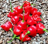 Chilli- Bishop's Crown