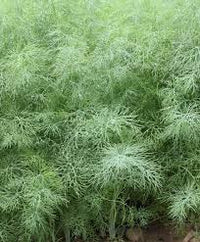 Ella – Organic Dill Seed