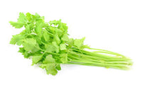 Chinese Celery- Light Green