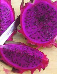 Purple pitaya Hylocereus costaricensis seeds for colorful patio garden