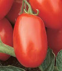 Viva Italia Heirloom Tomato Solanum lycopersicum for planting in home garden