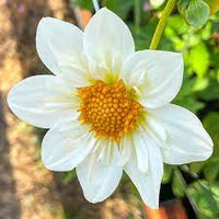 Collarette (Collarette scientific name) for planting in garden