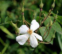 Brunonii Flower Seeds for Planting – Heirloom, Non-GMO, Vibrant Blooms for Your Garden - Flower for planting in home garden