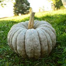 Jarrahdale Pumpkin Cucurbita maxima seeds for garden planting