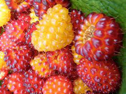 Salmonberry Rubus spectabilis seeds for planting in home garden