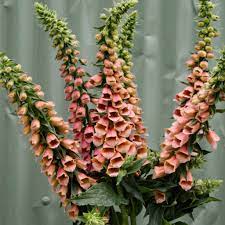 Polkadot Polly – Digitalis Seed