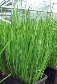 ProEasy Chives Seeds