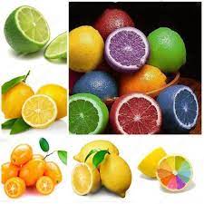 Multi-Colour Lemon Fruit Seeds for Planting - Heirloom & Non-GMO Seeds