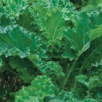 Kale- Siberian