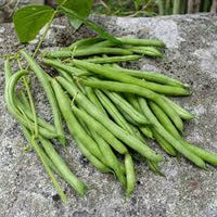 Provider – Bean Seed