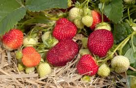 Honeoye – Strawberry Plants Seed