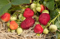 Honeoye – Strawberry Plants Seed