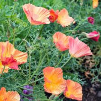 Californian Poppy- Apricot Chiffon