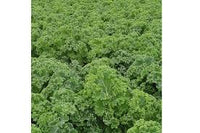 Starbor – Kale Seed